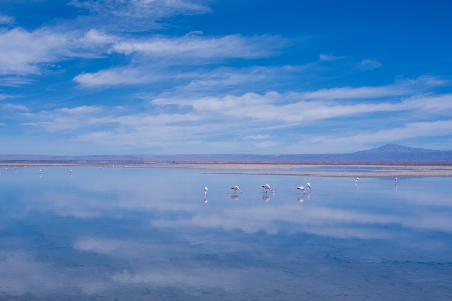 Flamencos reflejados en las aguas quietas de un salar altiplánico