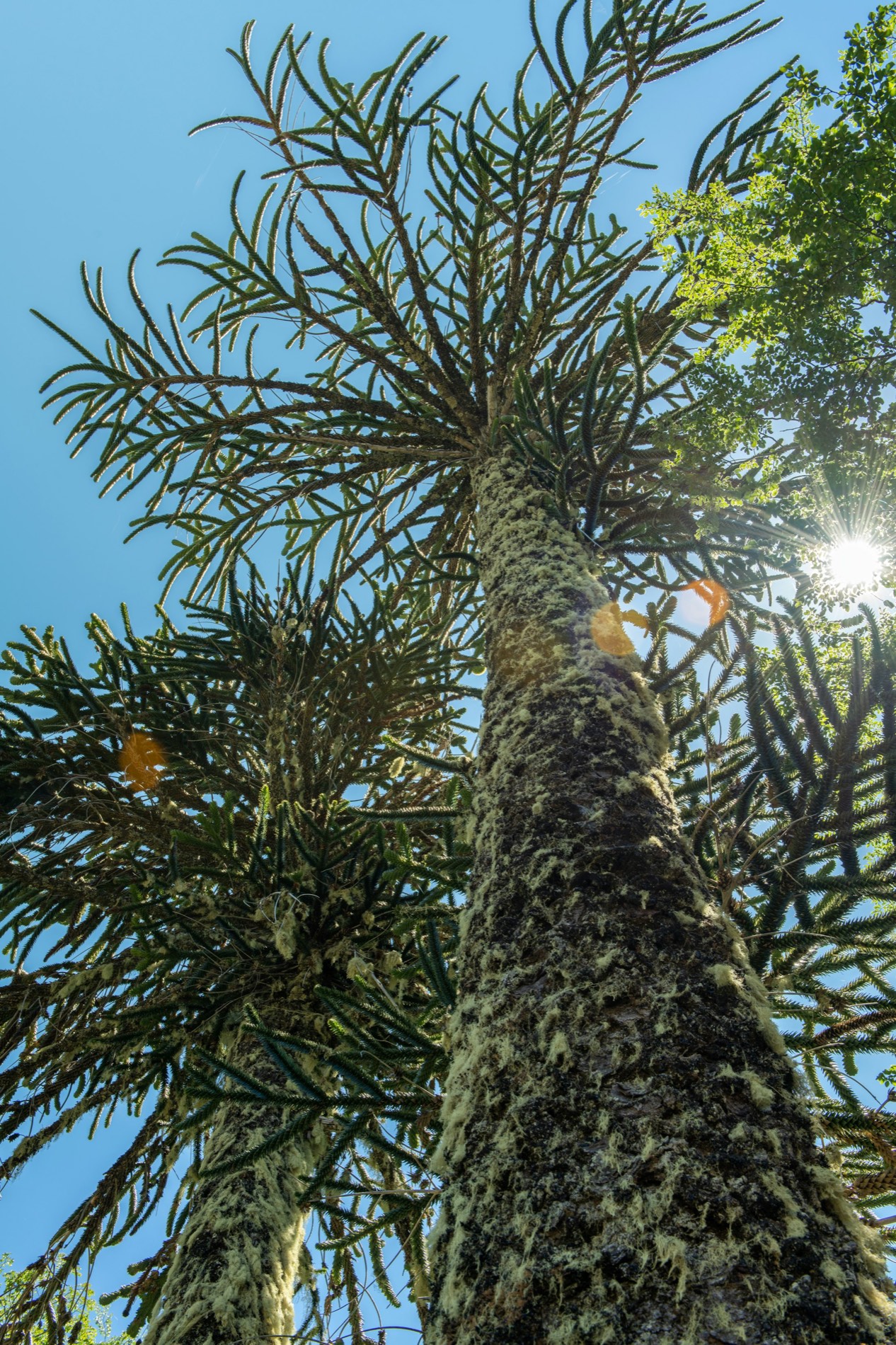 Copa de una araucaria vista desde abajo contra el cielo azul
