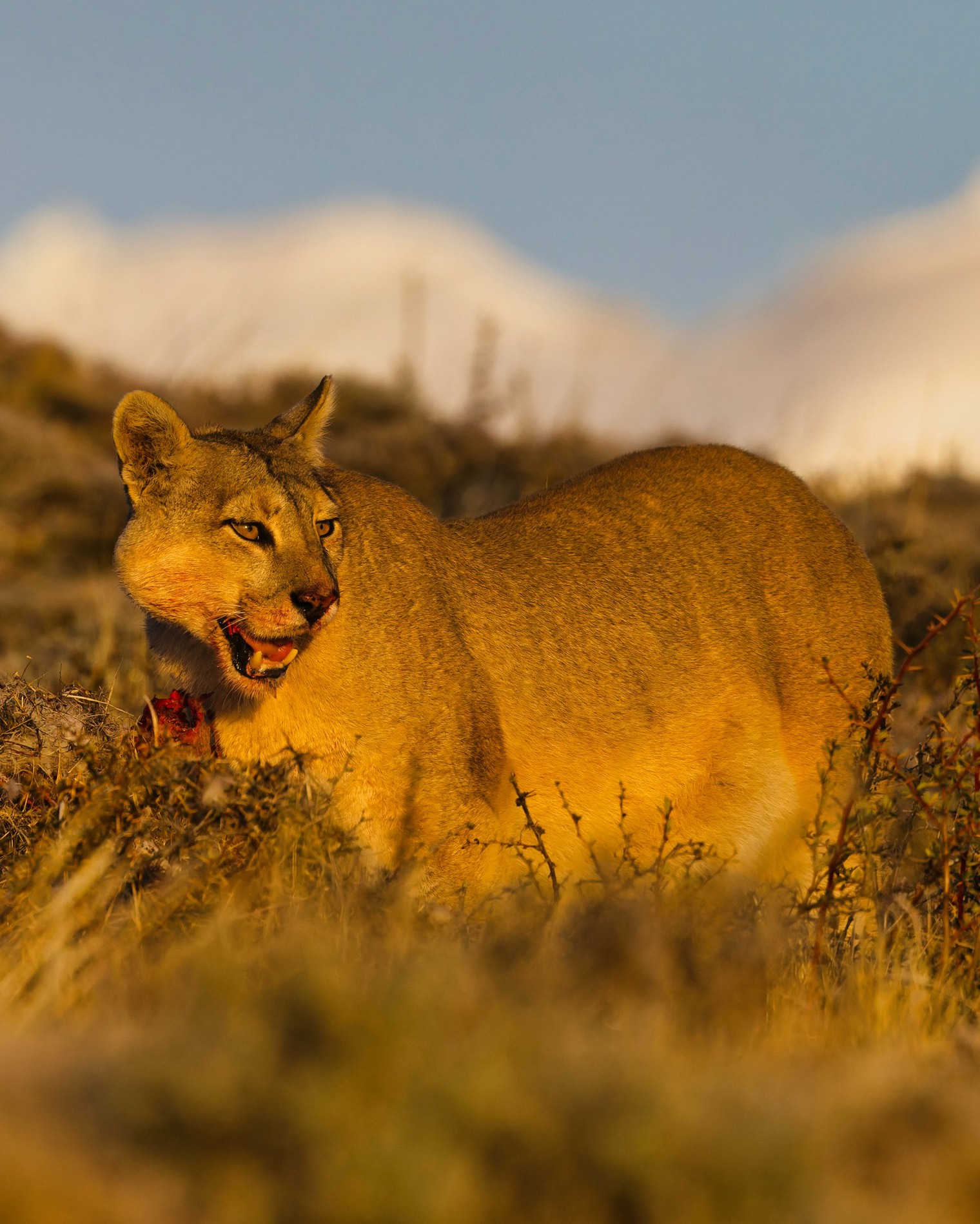 Puma de pie entre la hierba seca, iluminado por el sol bajo del amanecer